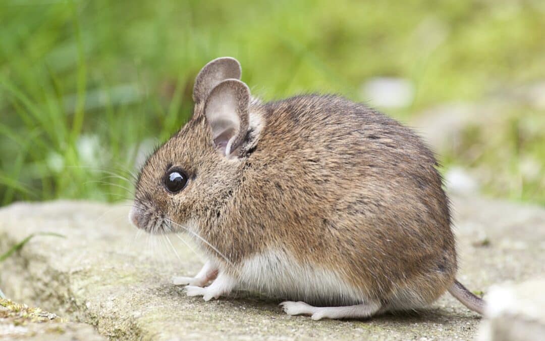 animal cute little mouse