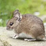 animal cute little mouse
